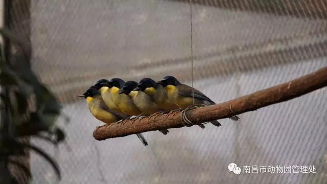 江西特有的世界级濒危物种 -靛冠噪鹛